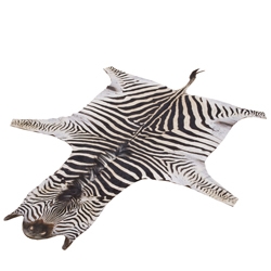 Zebrafell Steppenzebra 